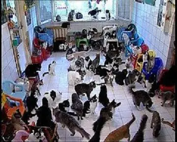 Curiosidades de los Gatos!