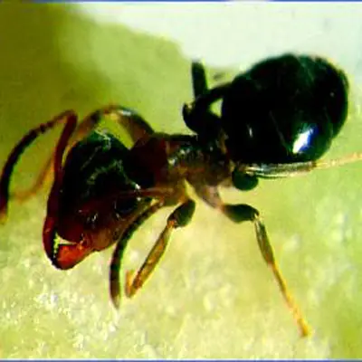 Hormigas