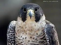 10 Curiosidades animales