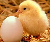 que fue antes??el huevo o la gallina??