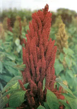 La planta sagrada de los incas desafía al gigante Monsanto