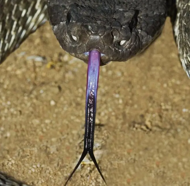 Mordedura de una Serpiente de Cascabel