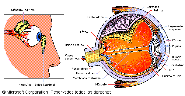 El ojo