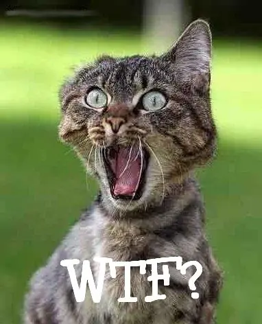 Roban 30 ovejas y dejan un vídeo con prácticas de zoofilia