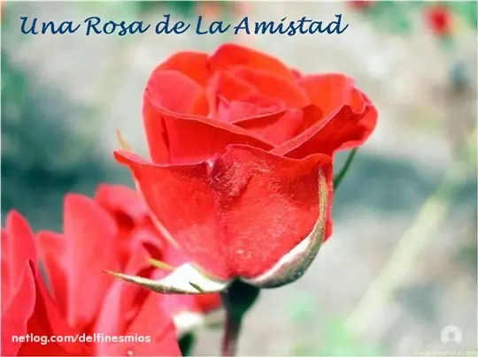 Un Regalo Muy Especial...