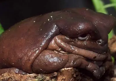 Los animales mas feos del mundo