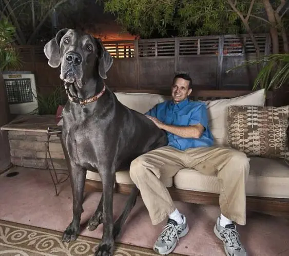 el perro gigante