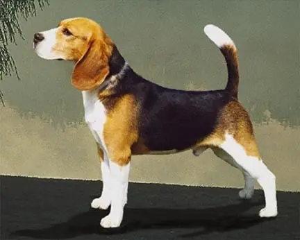 Informacion perros e imagenes Nª2 : Beagle