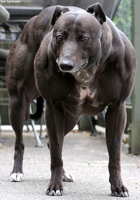 El Perro mas Musculoso del Mundo