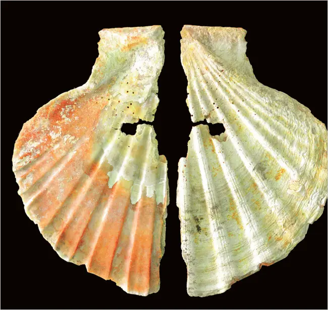 Neardentales usaban como adornos conchas marinas pintadas