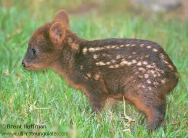Edesur pretende destruir la Patagonia
