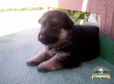 Mi perro fiel - Una triste Historia