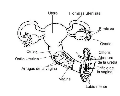 Aparato reproductor femenino y masculino