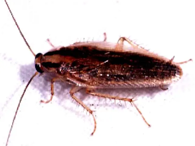 cucarachas