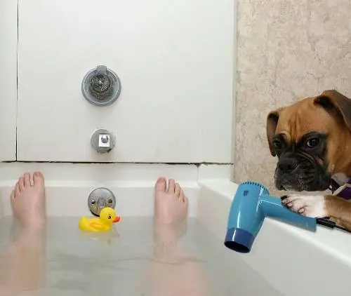 y que piensas... Perros rinden mas que Gatos.... mira.