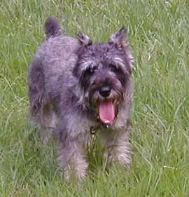schnauzer miniatura