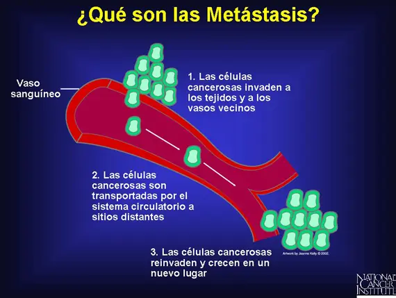 Entendiendo la Angiogénesis