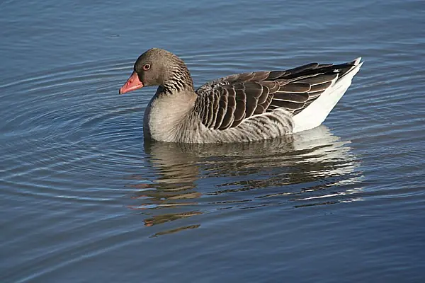 ¿Sabes lo que significa ser Ganso?