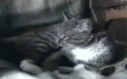 los mejores gif que he visto!!