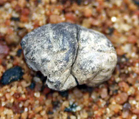 sabias