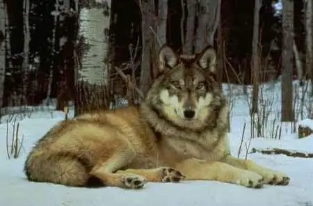 Un descubrimiento acerca de los perros...