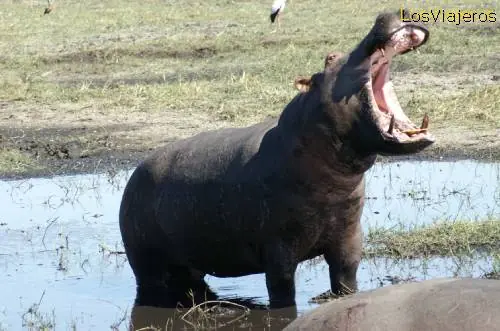 Hablando de animales y mentiras...