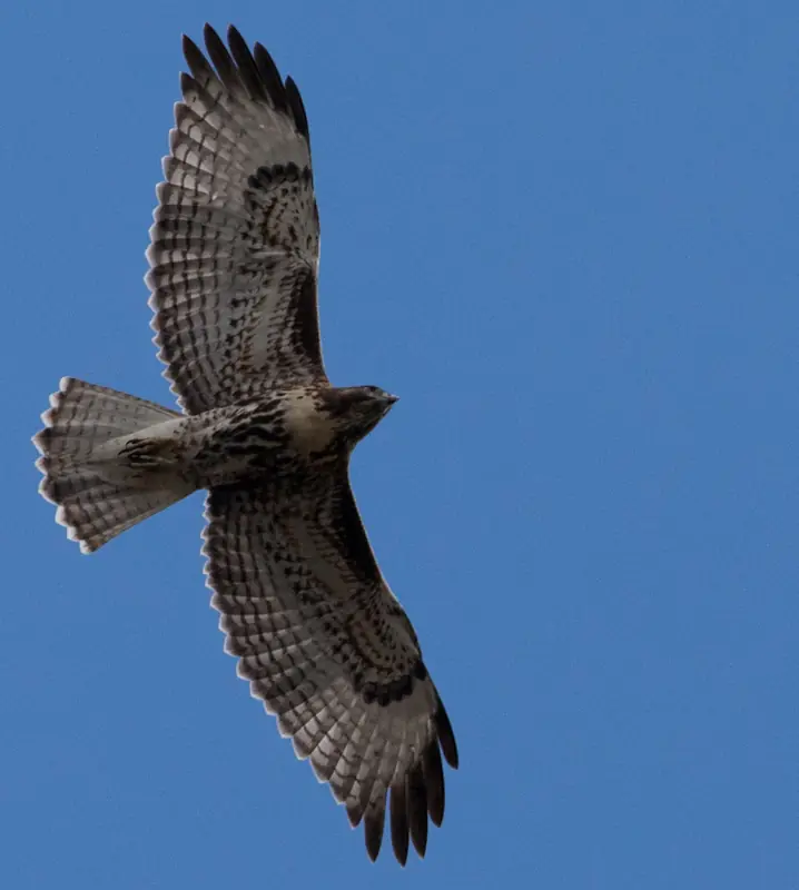 Morite de la risa con este video.