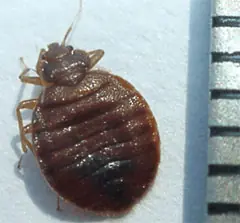 Animales Demasiados Parecidos a Nosotros