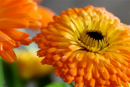 La lista de flores comestibles