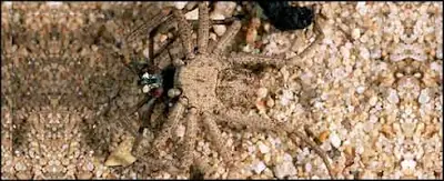 Las 5 arañas mas venenosas del planeta