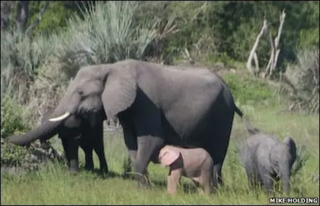 TOP 10 animales (Megapost - Parte 2)