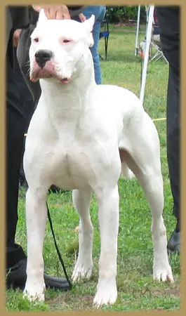 El Dogo Argentino, La Superior Raza Canina