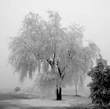 Poesias propias
