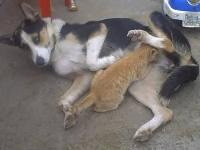 megapost de fotos graciosas