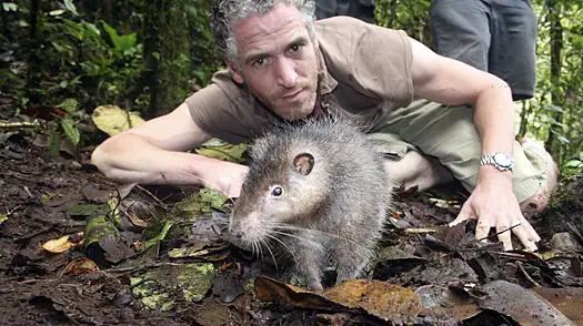 Docenas de nuevas especies encontradas en Nueva Guinea