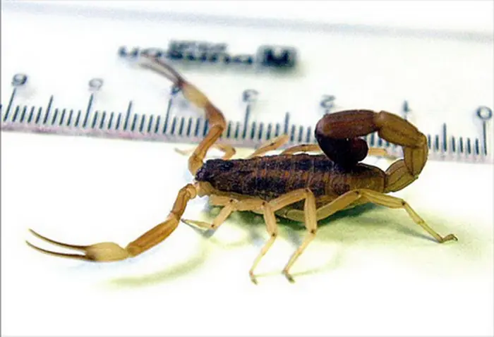 Alacranes Voladores WTF!!