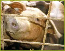 Curiosidades del cuerpo humano