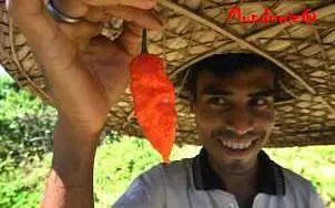 Crean arma con el chile mas picante del mundo