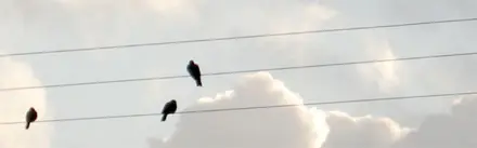 ¿Por qué no se electrocutan los pájaros posados en un cab