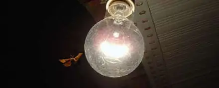 ¿Por qué las polillas se sienten atraídas por la luz?