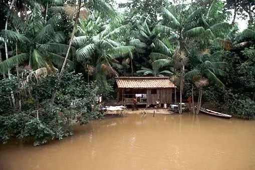 Cuidemos al Pulmón del Planeta, la Selva Amazónica.