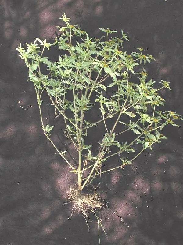 protegete contra la mala onda y gualichos con este yuyo