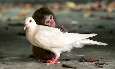 Entra y mira lo que es Amor incondicional . Aprendamos