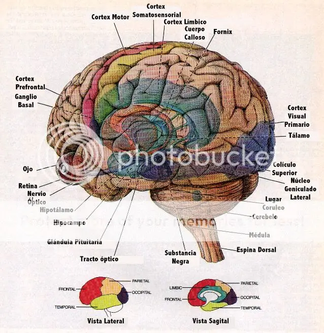 Leelo por ahi te sirve