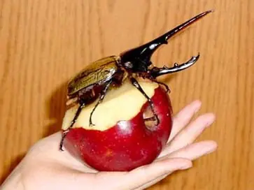 Cosas que deberías de Saber (Curioso Pero inútil)