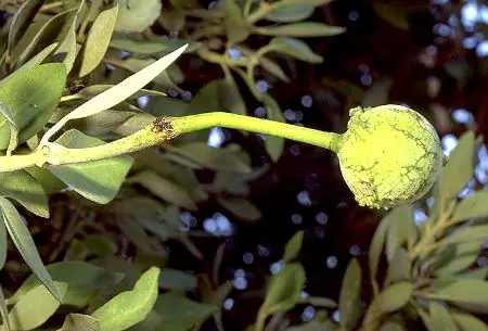 Flora y Frutos del Desierto