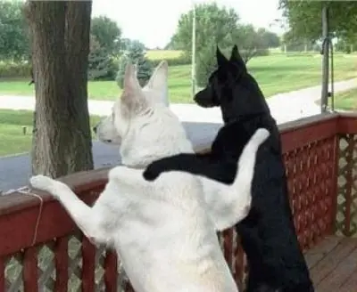 20 razones para tener un amigo hombre(taringueras)