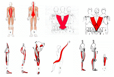 Cadenas musculares. Trabajar nuestro cuerpo integrado