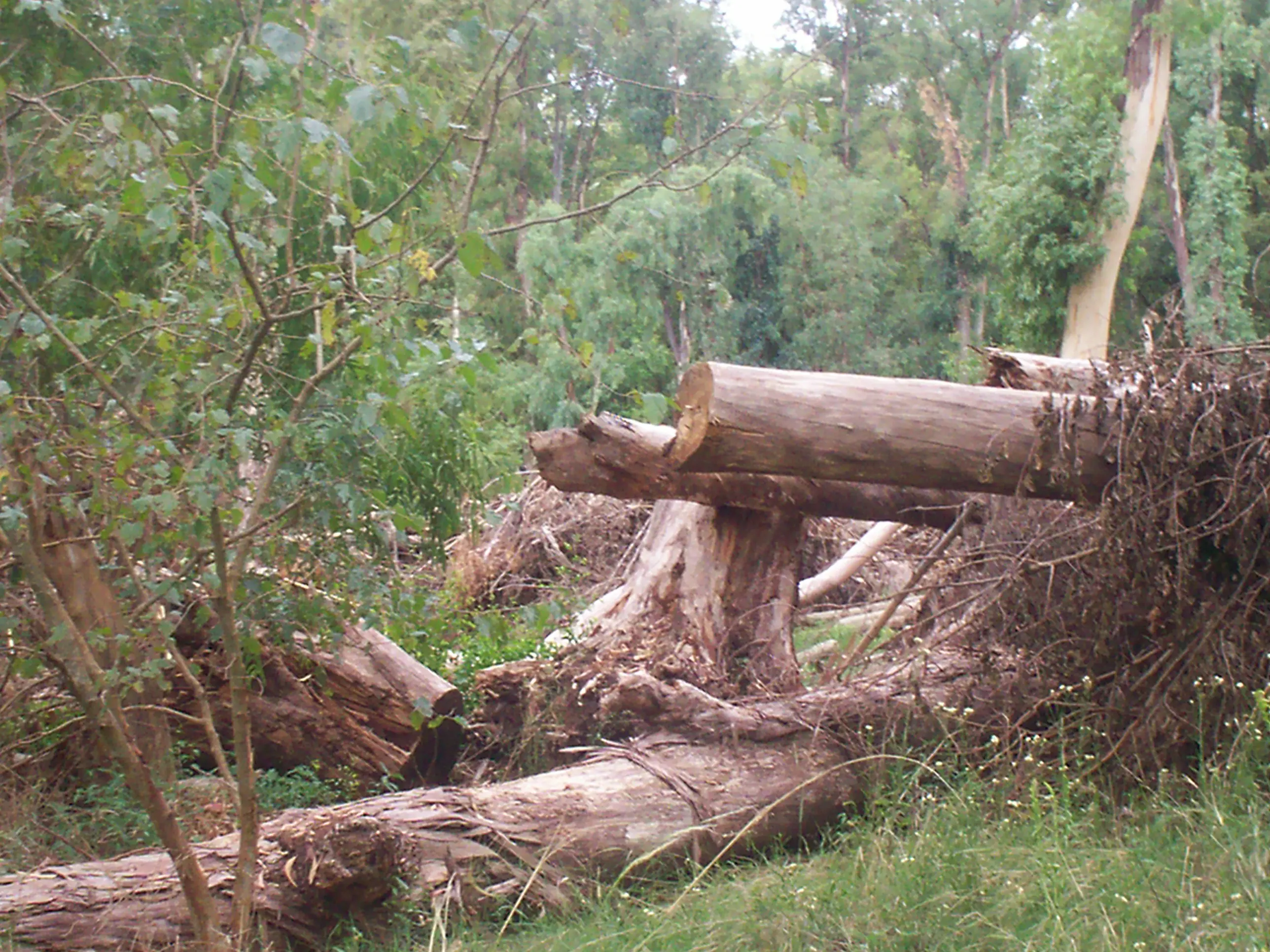 deforestacion