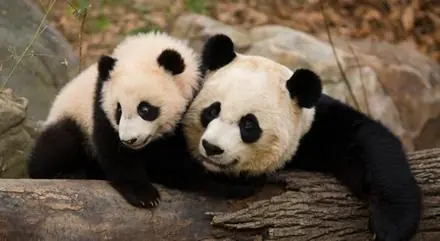 Encuentran fósiles de osos pandas de hace 400.000 años